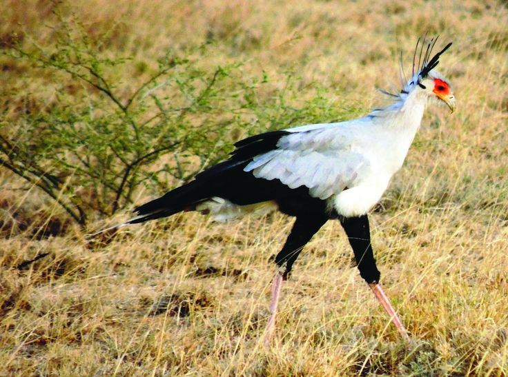 11 day Ethiopia birding tour Rift Valley and endemic birds